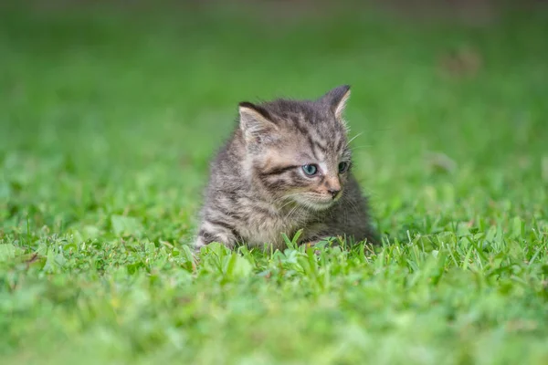 Cute Baby Tabby Kotek Trawie Letni Dzień — Zdjęcie stockowe