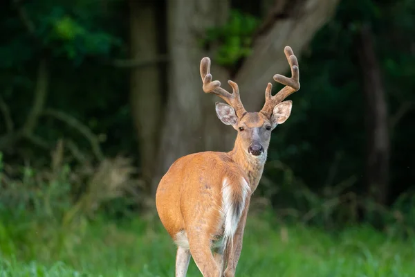 Ein Großer Weißschwanz Hirschbock Sommer Auf Einer Offenen Wiese Einem — Stockfoto