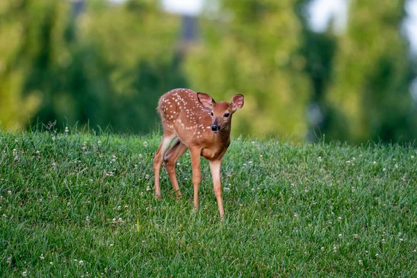 Faon Cerf Virginie Debout Dans Champ Ouvert Été — Photo