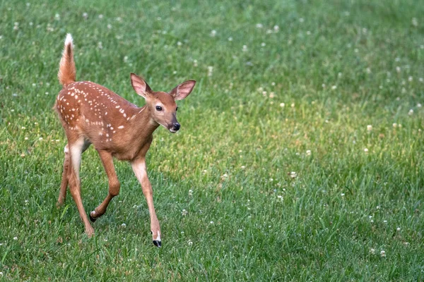 Faon Cerf Virginie Debout Dans Champ Ouvert Été — Photo