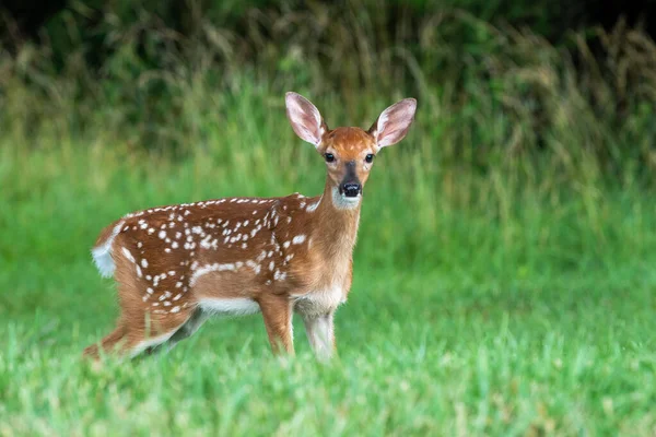 Faon Cerf Virginie Debout Dans Champ Ouvert Été — Photo