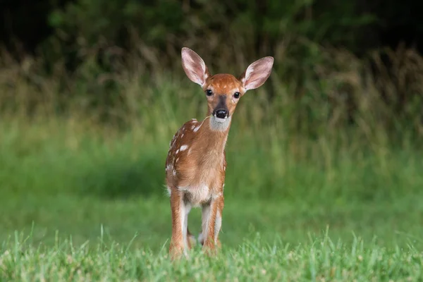 Faon Cerf Virginie Debout Dans Champ Ouvert Été — Photo