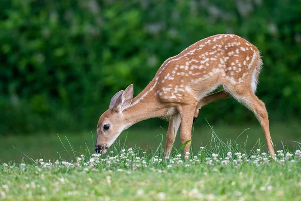 Rehkitz Steht Sommer Auf Freiem Feld — Stockfoto