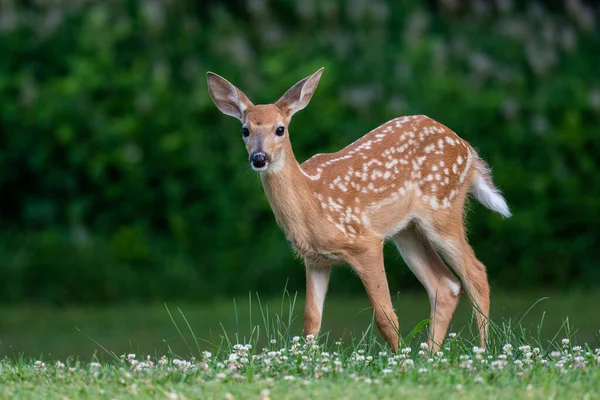 Faon Cerf Virginie Debout Dans Champ Ouvert Été — Photo