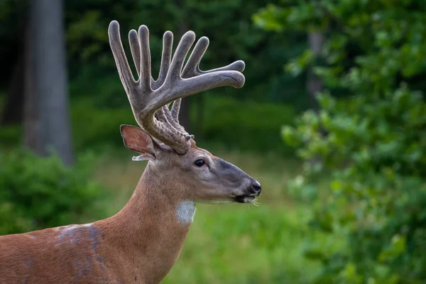 Portrait Large White Tailed Deer Buck Velvet Antlers Open Meadow — Stock Photo, Image