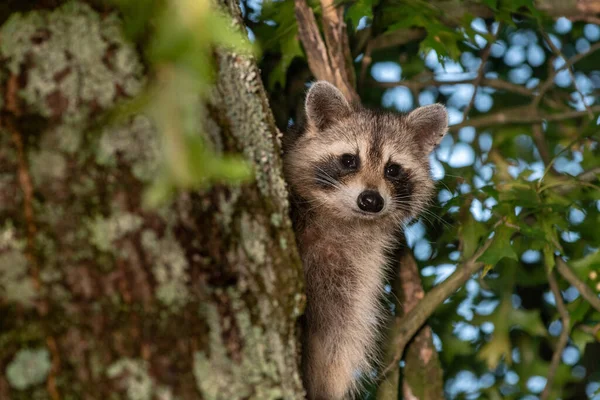 Raccoon Hiding Tree Peeking Trunk Summer — Stock Photo, Image