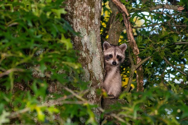 Raccoon Hiding Tree Peeking Trunk Summer — Stock Photo, Image