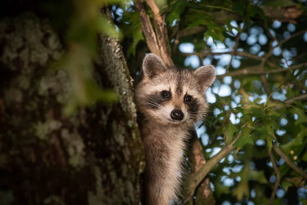 Raton Laveur Cachant Dans Arbre Regardant Autour Tronc Été — Photo