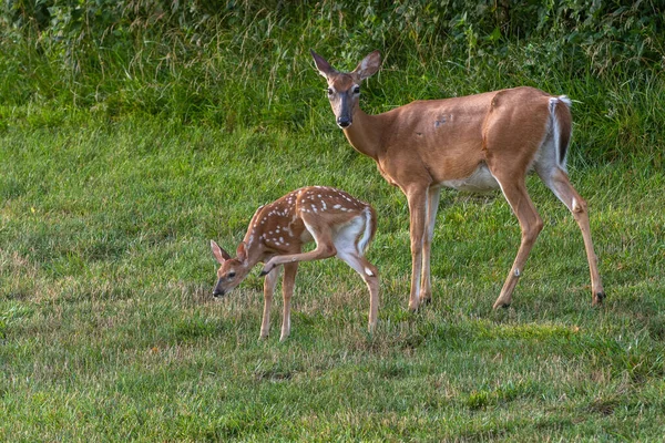 Vitstjärtad Hjort Fawn Och Doe Ett Öppet Fält Sommaren — Stockfoto