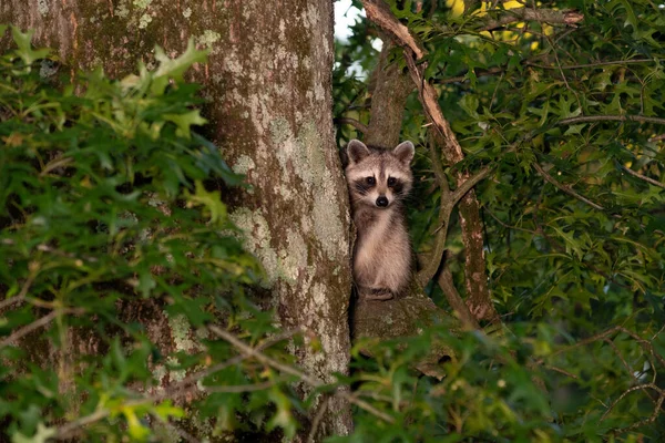 Raccoon Hiding Tree Peeking Trunk Summer — Stock Photo, Image