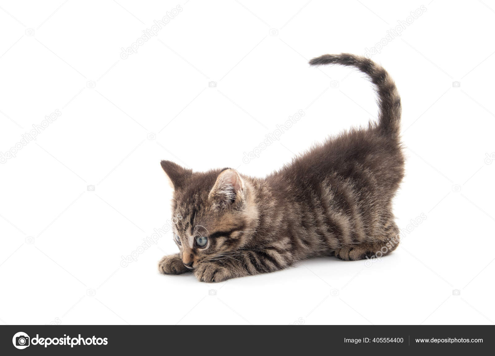 Mignon Bebe Chaton Tabby Isole Sur Fond Blanc Image Libre De Droit Par Eei Tony C