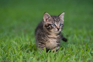 Yaz günü çimlerin üzerinde sevimli yavru tekir kedicik.