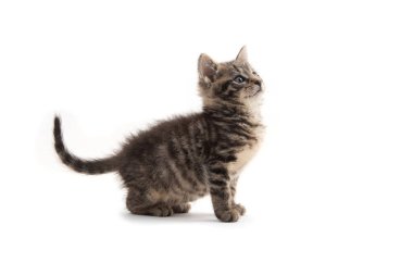 Beyaz arka planda izole edilmiş şirin kedicikler.