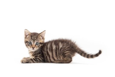 Beyaz arka planda izole edilmiş sevimli yavru tekir kedicik.