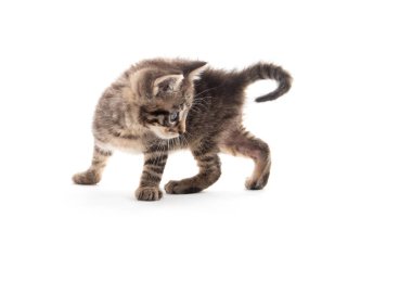 Beyaz arka planda izole edilmiş sevimli yavru tekir kedicik.