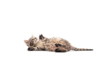 Beyaz arka planda izole edilmiş sevimli yavru tekir kedicik.