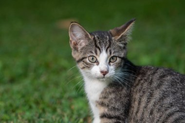 Çimenlerdeki sevimli tekir kedi portresi.