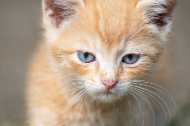 Açık havada şirin sarı bebek tekir portresi