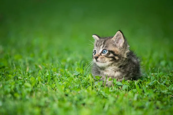 Cute Baby Tabby Kotek Trawie Letni Dzień — Zdjęcie stockowe