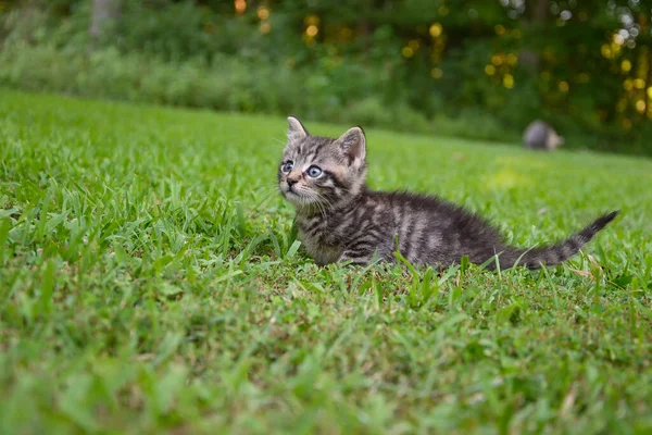 Cute Baby Tabby Kotek Trawie Letni Dzień — Zdjęcie stockowe