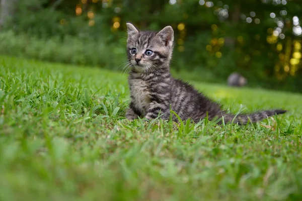 夏の日に草の中のかわいい赤ちゃんのタビー子猫 — ストック写真