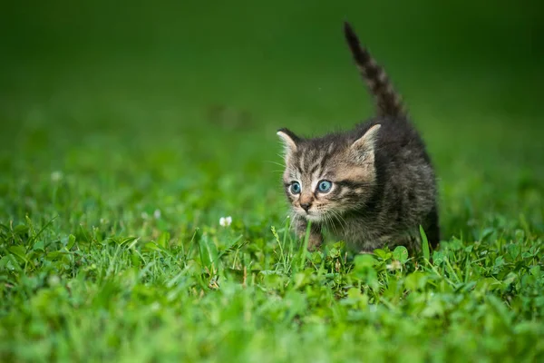 Yaz Günü Çimlerin Üzerinde Sevimli Yavru Tekir Kedicik — Stok fotoğraf