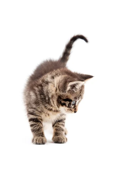 Cute Bbay Tabby Kätzchen Isoliert Auf Weißem Hintergrund — Stockfoto