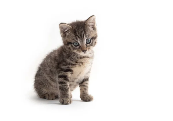 白い背景に隔離されたかわいいベイタビー子猫 — ストック写真