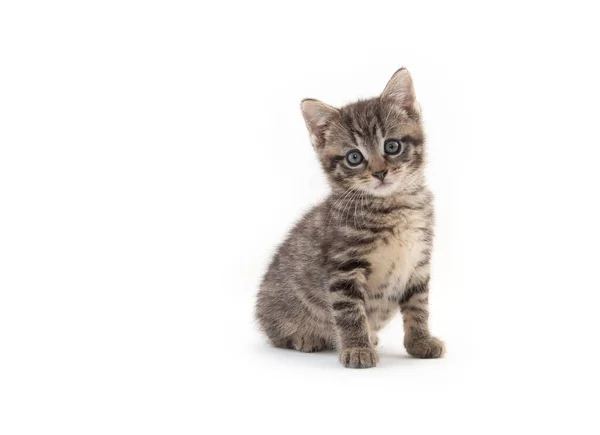 Schattig Bbay Tabby Kitten Geïsoleerd Witte Achtergrond — Stockfoto