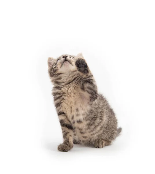 Schattig Baby Tabby Kitten Geïsoleerd Witte Achtergrond — Stockfoto