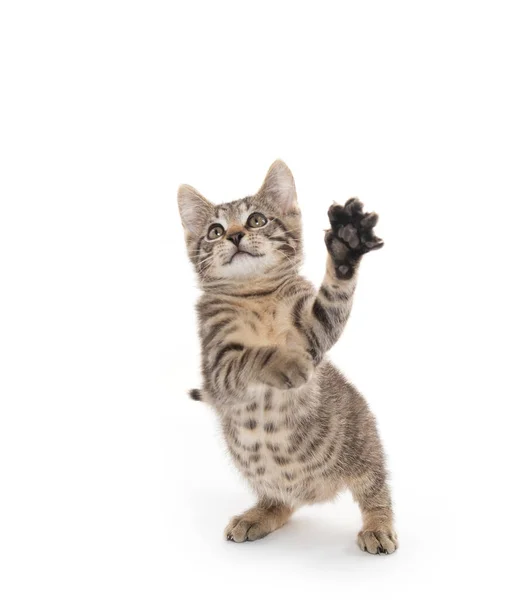 Lindo Bebé Tabby Gatito Jugando Aislado Blanco Fondo —  Fotos de Stock