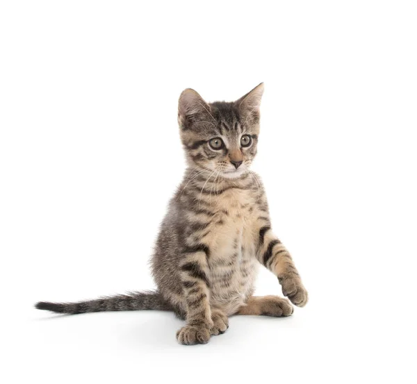 Schattig Baby Tabby Kitten Spelen Geïsoleerd Witte Achtergrond — Stockfoto