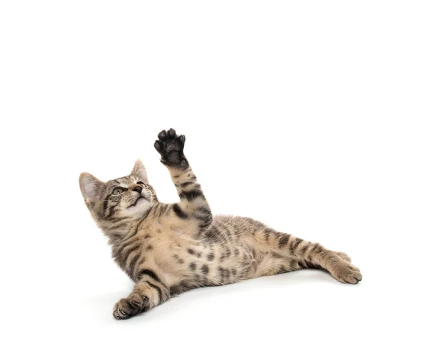 Schattig Baby Tabby Kitten Spelen Geïsoleerd Witte Achtergrond — Stockfoto