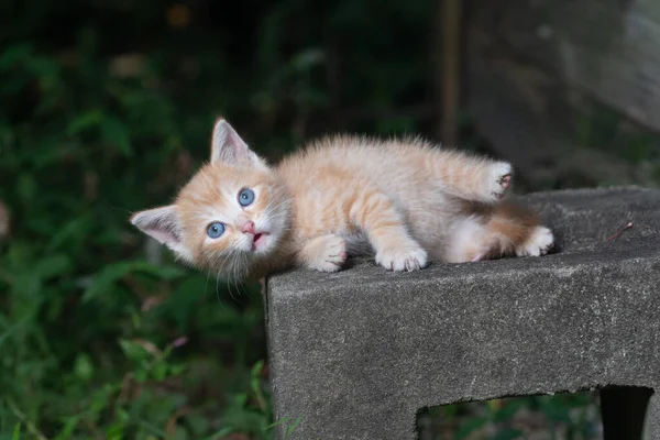 Cute Żółty Dziecko Tabby Kotek Śmieszne Twarz Podczas Układania Betonowym — Zdjęcie stockowe