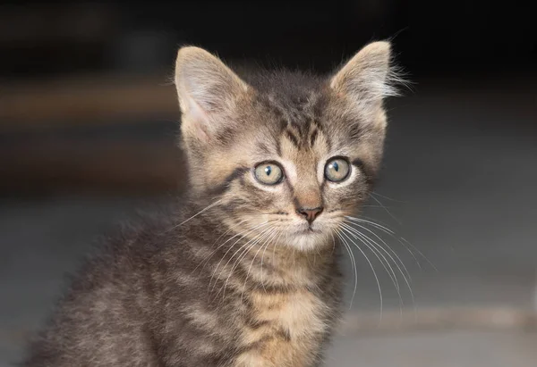 Portret Uroczego Kotka Tabby Świeżym Powietrzu — Zdjęcie stockowe