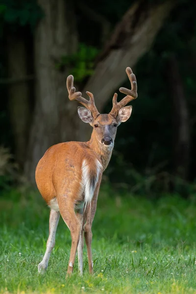 Grande Cervo Dalla Coda Bianca Prato Aperto Estate Parco Vicino — Foto Stock