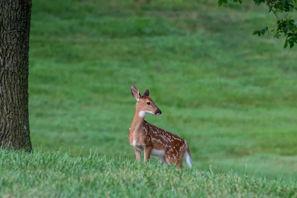 Whitetailed Cervo Fawn Campo Aberto Verão — Fotografia de Stock