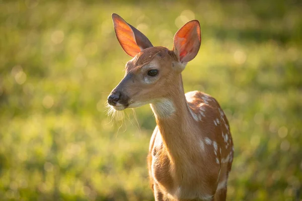 夏天晨光下可爱的白尾鹿小鹿 — 图库照片
