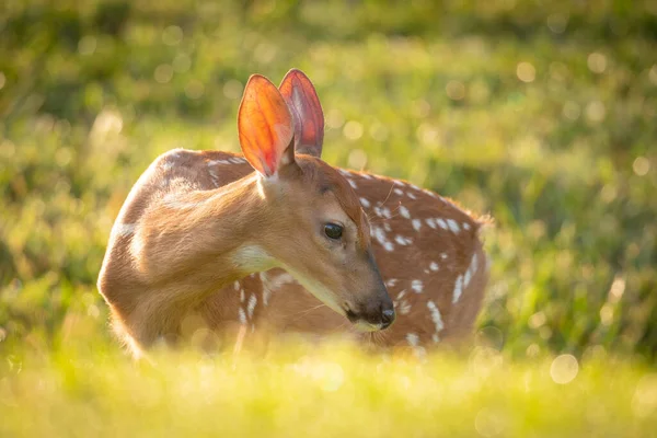夏天晨光下可爱的白尾鹿小鹿 — 图库照片