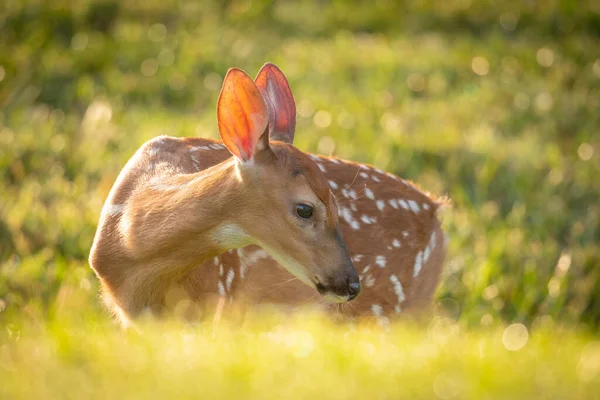 Sød Hvidhalet Hjort Fawn Morgenlys Sommeren - Stock-foto