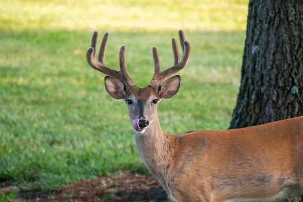 Porträt Eines Großen Hirschbocks Mit Samtgeweih Auf Einer Offenen Wiese — Stockfoto