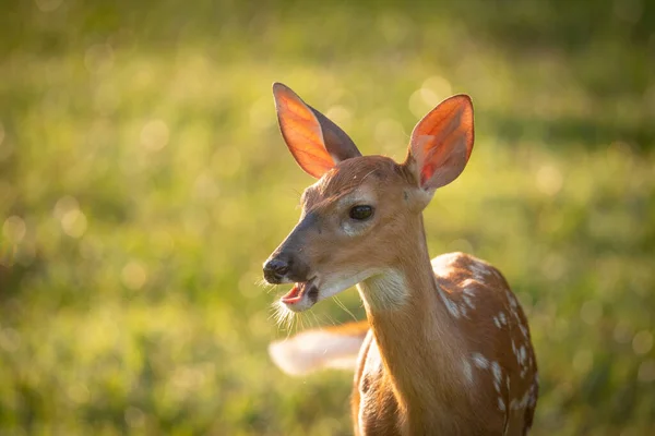 Cervo Cauda Branca Bonito Fawn Luz Manhã Verão — Fotografia de Stock