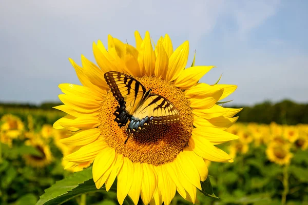 Yellow Swallowtail Sunflower Field Midwest United States — Stock Photo, Image