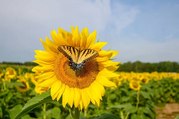 Cola Golondrina Amarilla Girasol Campo Medio Oeste Estados Unidos —  Fotos de Stock