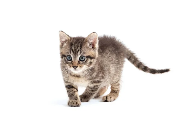 Cute Baby Tabby Kitten Isolated White Background Stock Photo