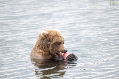 Alaska kahverengi ayısı Eylül ayında Katmai Ulusal Parkı, Alaska 'da Naknek Gölü' nde somonla besleniyor.