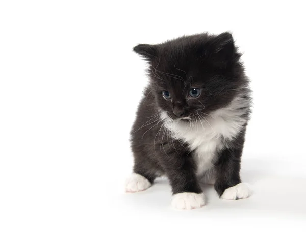 Chaton Noir Et Blanc Mignon Animaux Fond Blanc Stock Photo Chaton Noir Et Blanc Mignon Animaux Fond Blanc Stock Photo