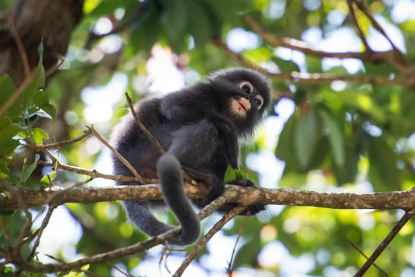Dusky Leaf Monkey Penang Malaysia — Stock Photo, Image