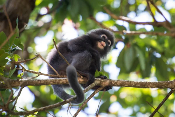 Macaco Folha Escura Penang Malásia Imagem De Stock