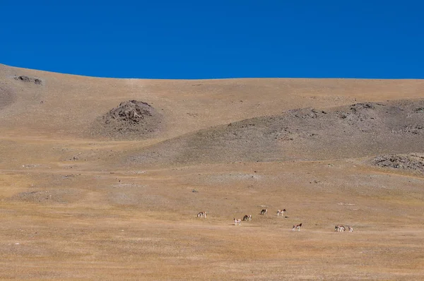 Wild Tibetan Donkeys Hill — Stock Photo, Image